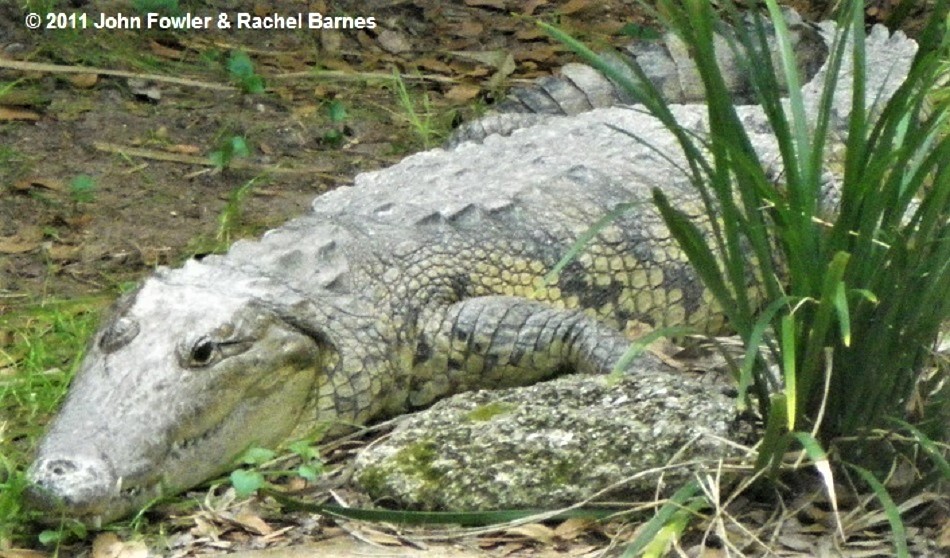 Morelet's or Belize Crocodile